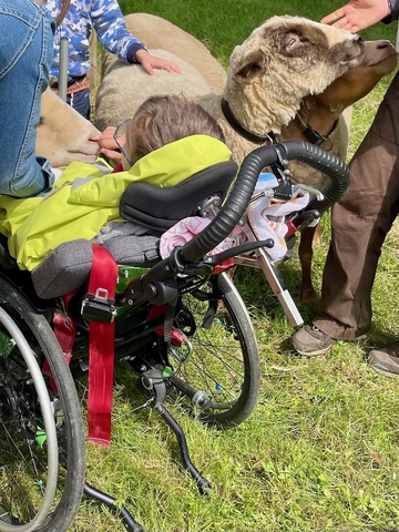 Kinder streicheln neugierige flauschige Schafe